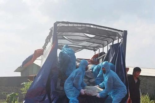 Phát hiện, ngăn chặn kịp thời hàng chục tấn thịt lợn nhiễm bệnh chuẩn bị tuồn ra thị trường