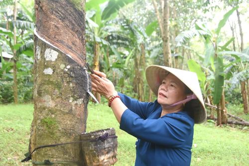 Vươn lên làm giàu trên vùng đất đỏ bazan