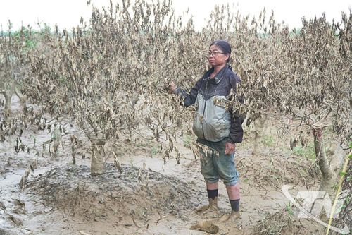Làng nghề hoa đào Cam Giá: Mong được hỗ trợ khôi phục sản xuất