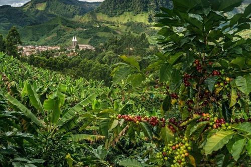 Nhớ một thời đi mót cà phê