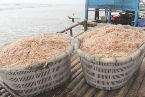 Trúng mùa ruốc biển, ngư dân Nghệ An kiếm tiền triệu mỗi ngày