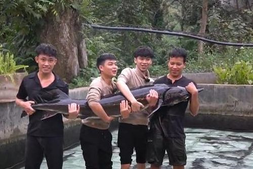 Cá tầm 50kg từ Lai Châu hứa hẹn thu hút chú ý tại Tuần lễ Nông sản Việt 2025