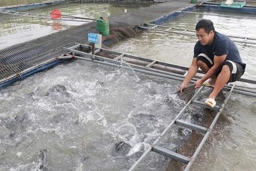Thái Nguyên: Khôi phục chuỗi sản xuất nông nghiệp sau mưa lũ, HTX 'gồng mình' tái sản xuất