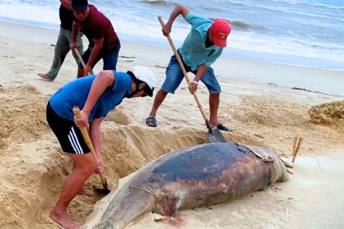 Xác cá heo dài gần 2m trôi dạt vào bờ biển Nhật Lệ