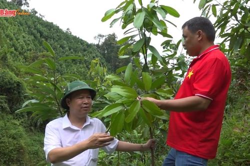 Hiệu quả từ mô hình liên kết sản xuất nông nghiệp theo chuỗi giá trị