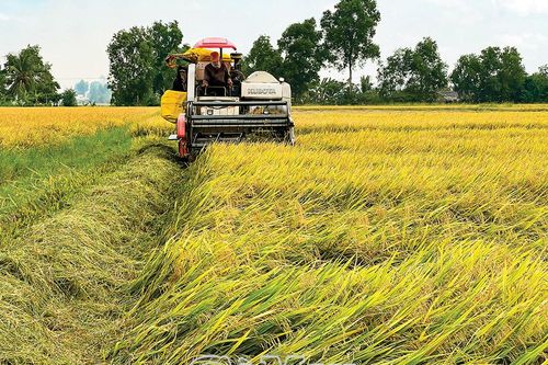 Tăng giá trị lúa gạo từ chuỗi liên kết
