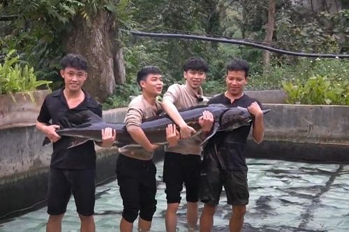 Cá tầm 50kg được nuôi 15 năm sắp xuất hiện tại Hà Nội