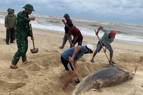 Thi thể cá ông dạt vào bờ biển Nhật Lệ