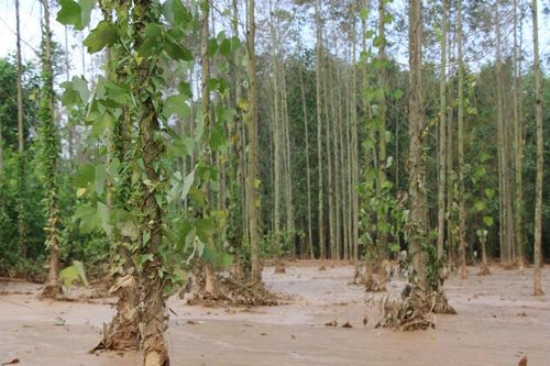 Thái Nguyên: Công bố kết quả xét nghiệm vụ vỡ hồ chứa nhà máy luyện gang