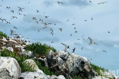 Hòn Trứng - Vườn quốc gia Côn Đảo, nơi bình yên của chim trời
