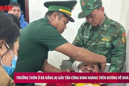 Đà Nẵng: Trưởng thôn bị gấu hoang tấn công khi đi làm rẫy về