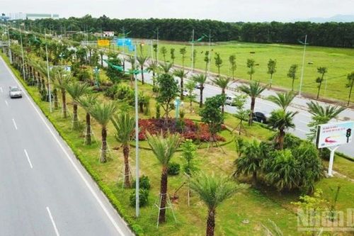 Cập nhật quy trình cấp phép chặt hạ cây xanh đô thị