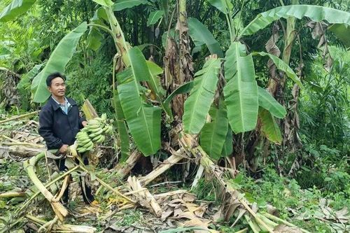Vụ nghi voi rừng quật chết người dân ở Lâm Đồng: Thành lập tổ bảo vệ xua đuổi voi