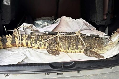 Cá sấu hơn 50kg bò vào khu dân cư phố biển Quy Nhơn