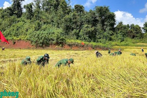 Sắc xanh giữa mùa vàng biên giới Điện Biên