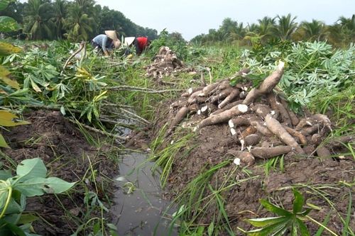 Tây Ninh tiên phong mô hình canh tác sắn tuần hoàn - Hướng đến giảm phát thải nông nghiệp