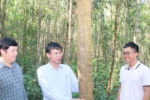 Nền tảng pháp lý và thực tiễn giúp Nghệ An phát triển lâm nghiệp bền vững