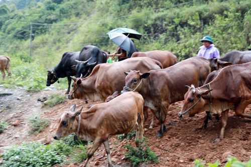 Thoát nghèo nhờ nguồn lực hỗ trợ từ các Chương trình mục tiêu quốc gia