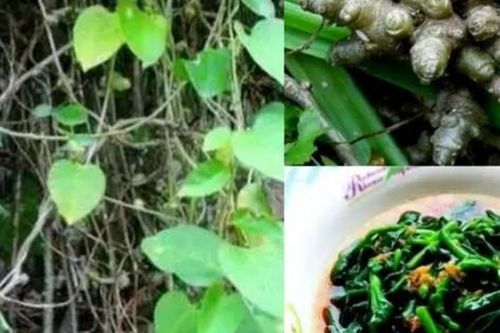 Cây dại xưa cho lợn ăn, nay thành cây tài lộc 'hút bộn tiền'