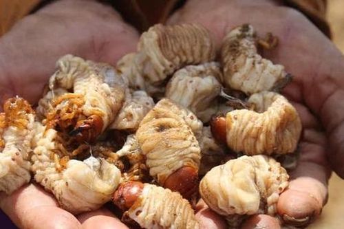 Loài sâu bề ngoài nhìn 'sợ khiếp vía', nay 'hóa' đặc sản giá 350.000 đồng/kg
