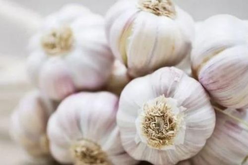 Nếu biết 8 lợi ích quý hơn vàng của tỏi, bạn sẽ muốn ăn nó nhiều hơn