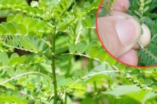 Cây có tên kỳ cục, xưa mọc dại, nay thành 'cây ATM' nhà nhà săn lùng