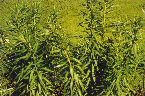 Gần 300.000đ/kg cỏ dại, nông dân ưu ái đặt tên 'cỏ phát tài'