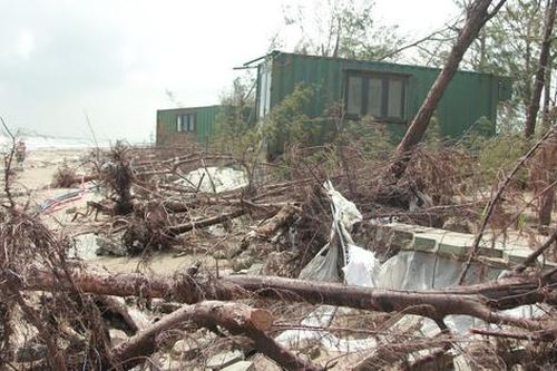 Hà Tĩnh: Cần nhanh chóng khắc phục 'lá chắn xanh' phòng hộ ven biển