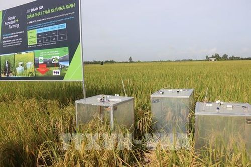 Kết hợp hữu cơ - phát thải thấp - công nghệ cao trong sản xuất lúa ở ĐBSCL
