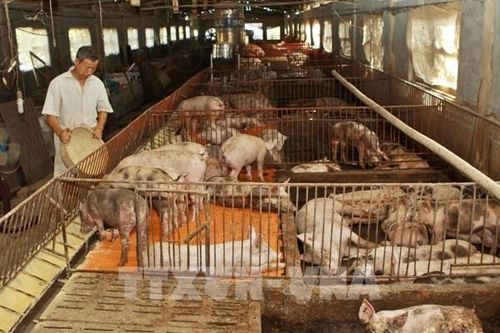 TP. Hồ Chí Minh dự kiến vận hành thí điểm Sàn giao dịch lợn hơi từ tháng 12/2025