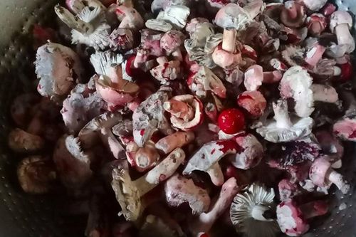 Loại nấm chỉ hái được vào ban đêm, giá 2 triệu/kg nhưng không có hàng để bán