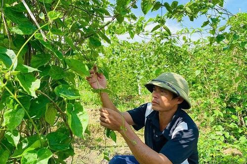 Lấy nền tảng kinh tế làm cơ sở xây dựng nông thôn mới nâng cao