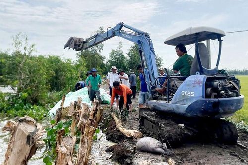 Xã Cô Tô, xã Ba Chúc huy động lực lượng gia cố đê bao tại các điểm xung yếu