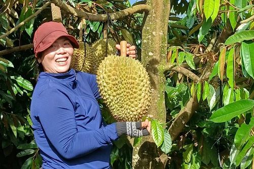 Cần cù, ham học hỏi, người phụ nữ Jrai thành điển hình nông dân sản xuất giỏi
