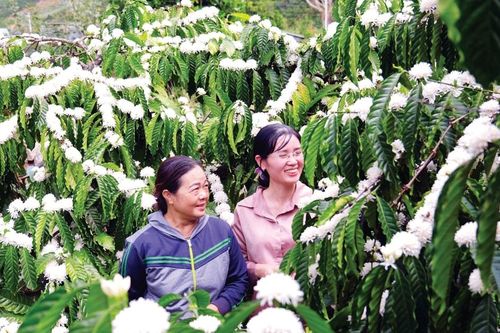 Chỉ dẫn địa lý - Định vị thương hiệu cà phê Lâm Đồng