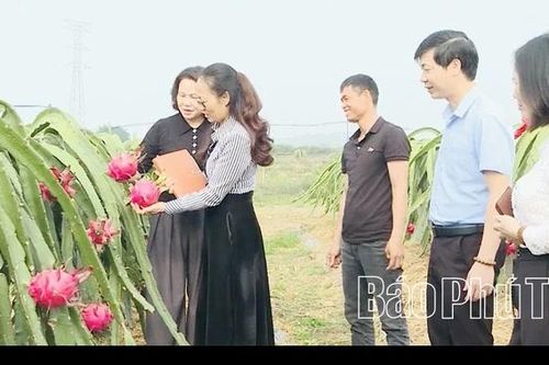 Hiệu quả mô hình cây thanh long trái vụ ở Lập Thạch