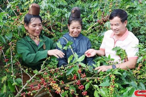 Thu hái đúng tiêu chuẩn kỹ thuật - giữ vững thương hiệu 'Cà phê Sơn La'