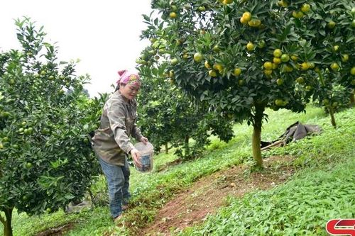 Vân Hồ chăm sóc cây ăn quả có múi