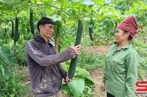 Hiệu quả kinh tế từ mô hình trồng bí xanh
