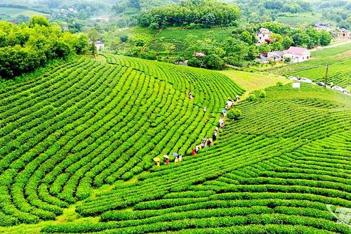 Hương chè thơm ngát bốn mùa