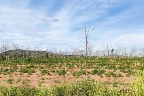 Gia Lai đánh giá thực trạng 17.651 ha cao su chết và kém phát triển