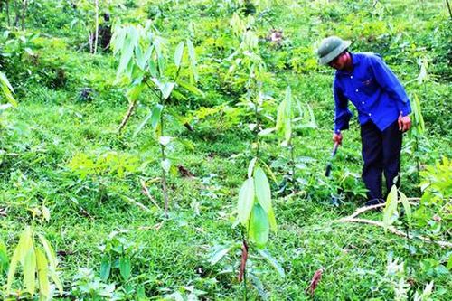 Cây quế Cao Bằng – 'vàng xanh' trên hành trình thoát nghèo bền vững