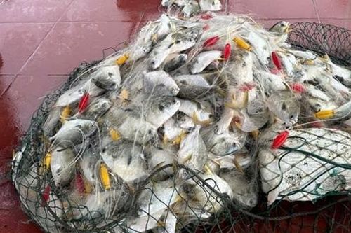 Bờ đắp tạm bị sóng đánh vỡ, hàng tấn cá lồng bè bị cuốn trôi ra biển