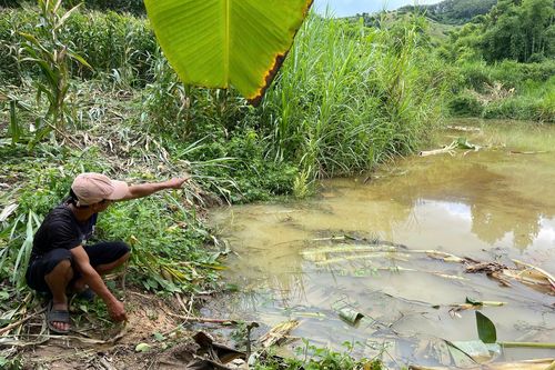 Lâm Đồng ra cảnh báo sau nghi vấn voi rừng quật chết người