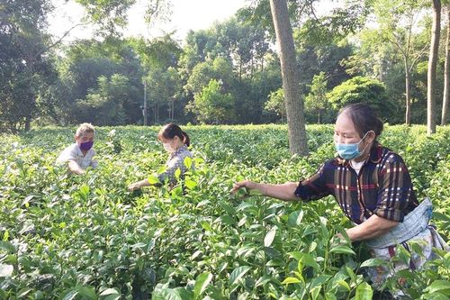 Hà Nội đánh thức 'vàng xanh' từ vùng chè chất lượng cao