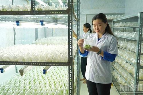 Phụ nữ Đồng Tháp góp phần lan tỏa hình ảnh địa phương