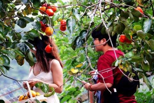 Đà Lạt - Mùa hồng chín