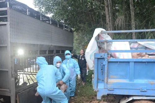 Xử phạt chủ xe, buộc tiêu hủy 58 con heo đang vận chuyển vào vùng có dịch