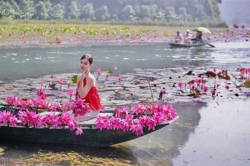 Ngắm mùa hoa súng nở rộ, khám phá nét thu lãng mạn ở Ninh Bình