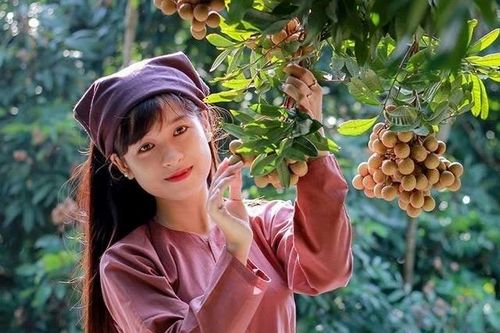 Lập hồ sơ 'Tri thức dân gian trồng và chế biến nhãn lồng Hưng Yên' trình UNESCO